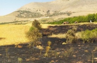 Doğanşehir'deki Anız Yangını Söndürüldü